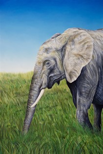 Elefante indiano
